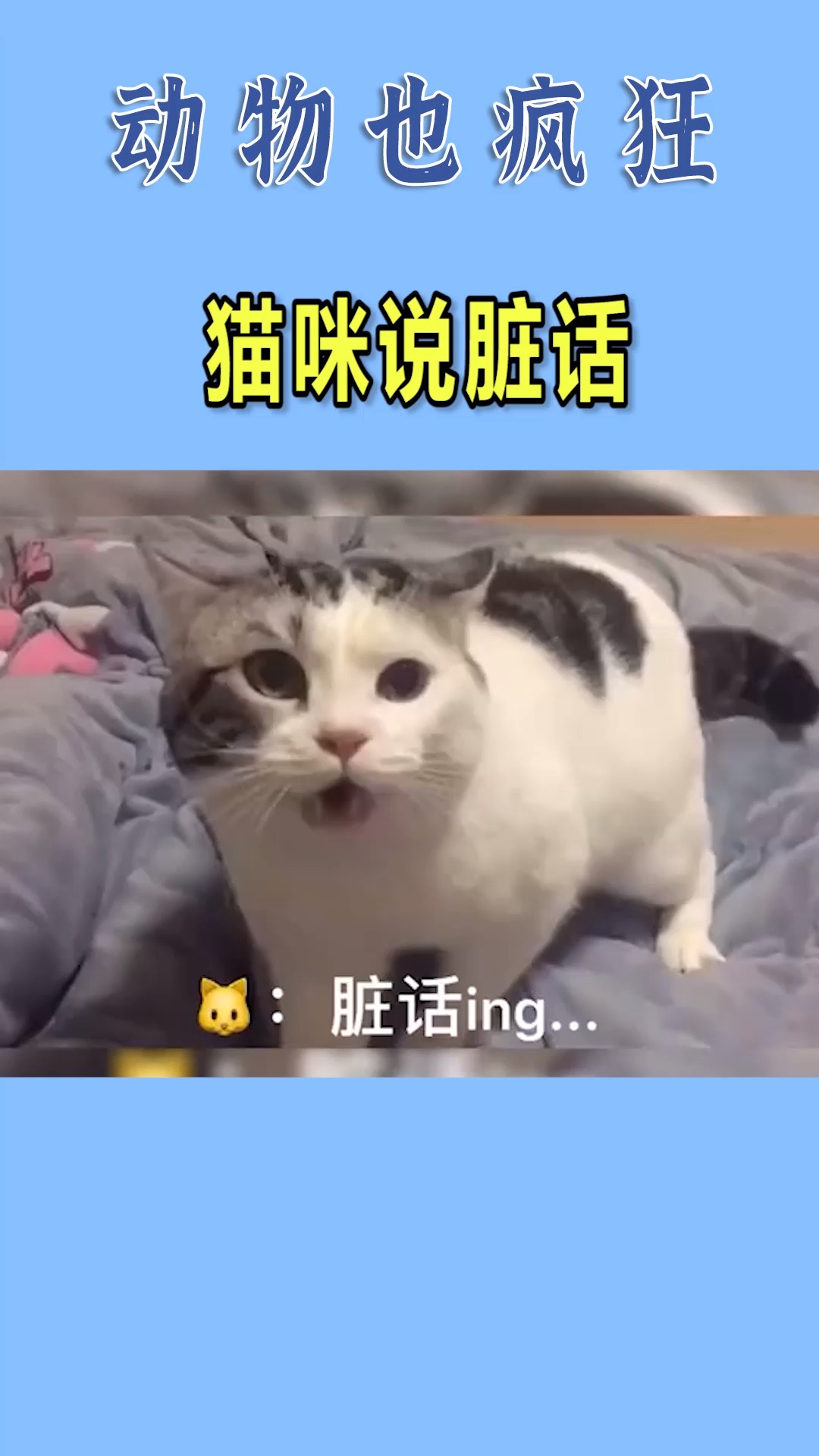 我要上热门#当你对猫咪说脏话时,一开口就是老太君了