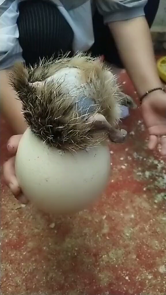 鸵鸟出壳,先出腿后出头.