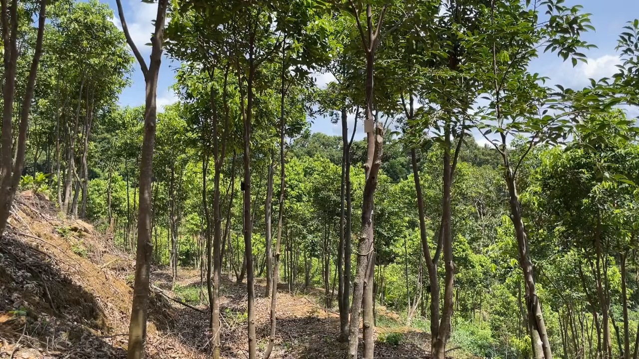 我们一期基地的奇楠树过了中秋节就全面钻孔造香啦!