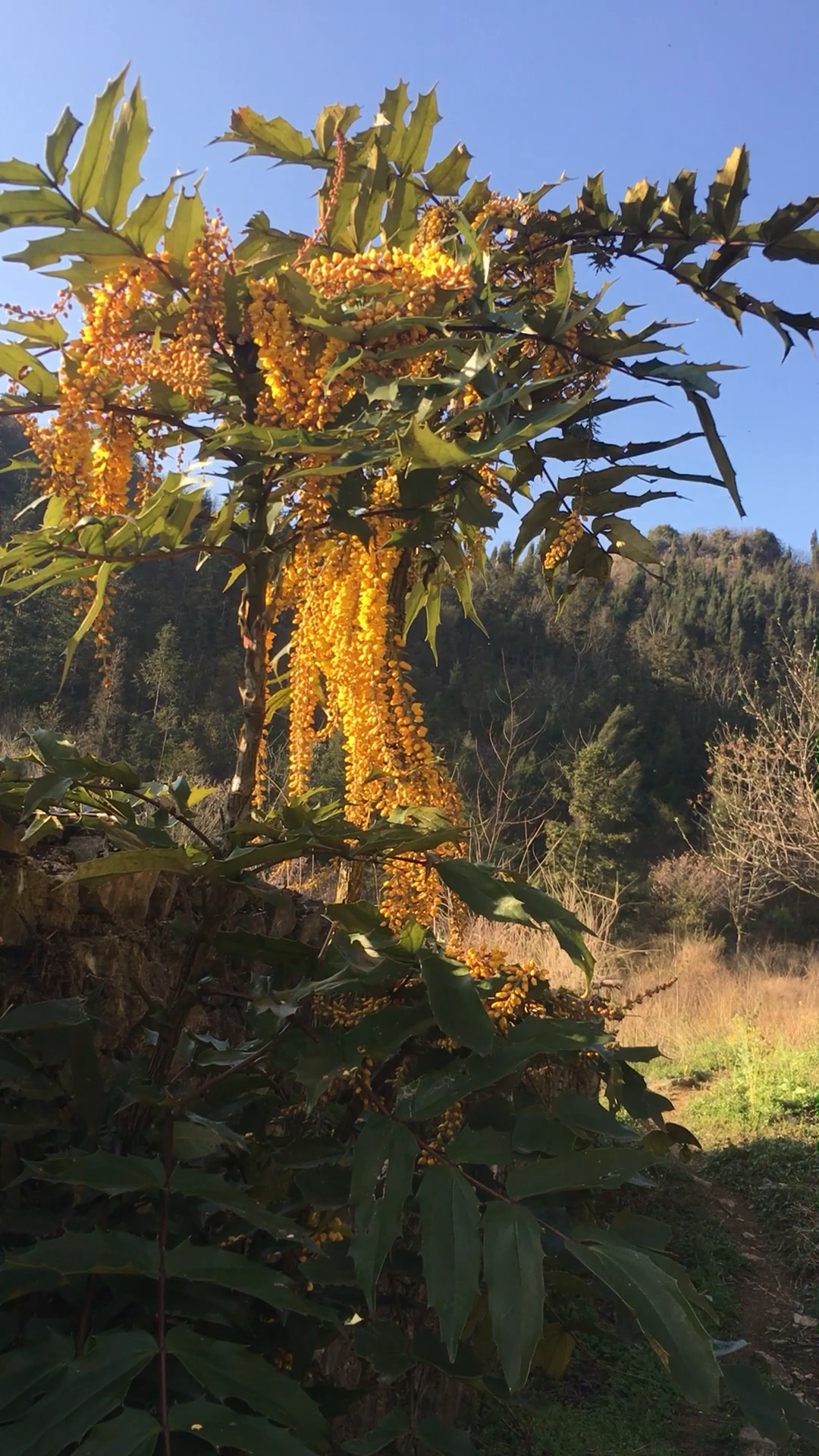 十年才长这么大,只有贵州才有的稀有植物你们知道吗