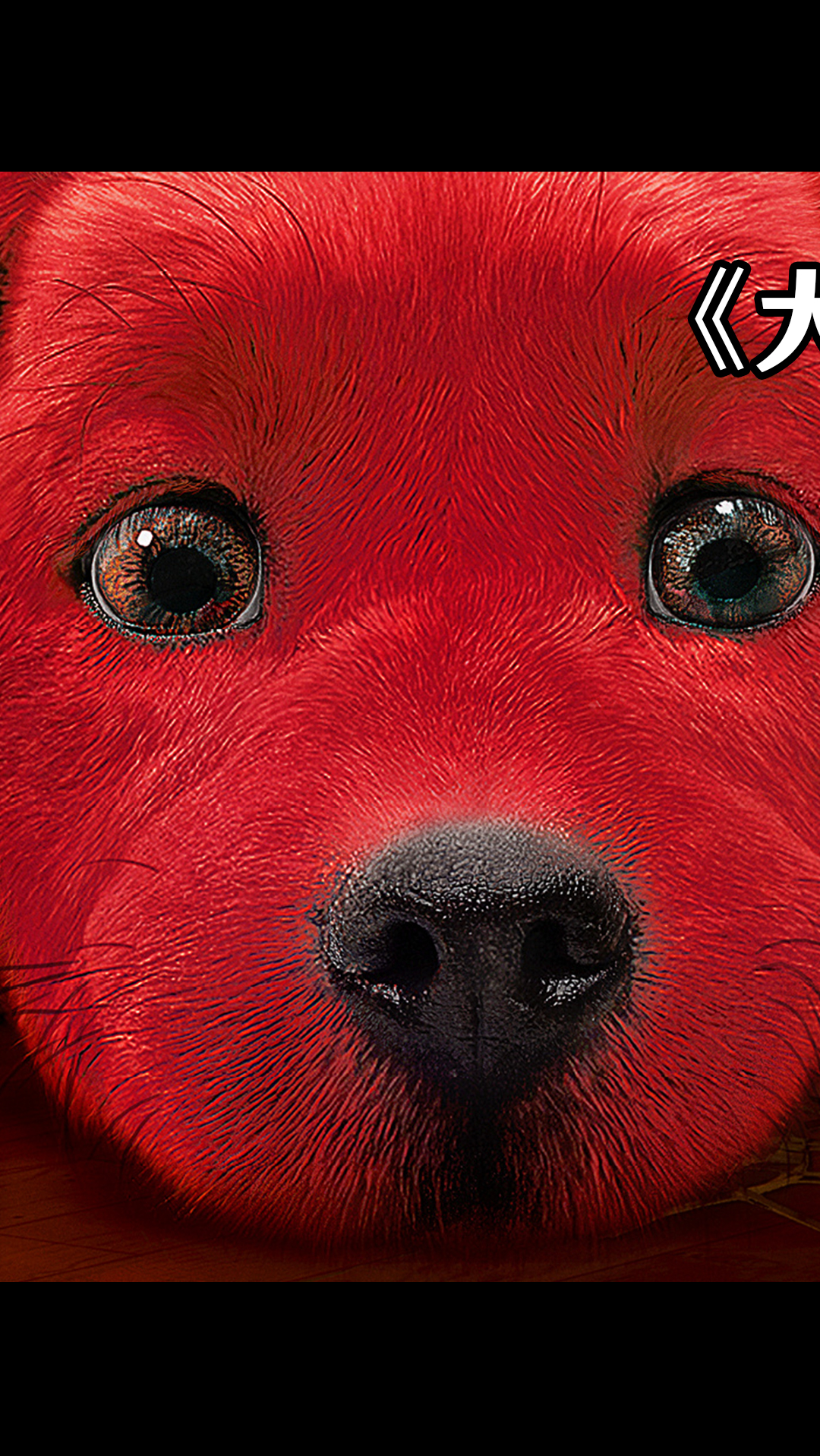 好看电影#《大红狗克里弗》2:小红狗一夜之间,竟然变得像卡车那么大