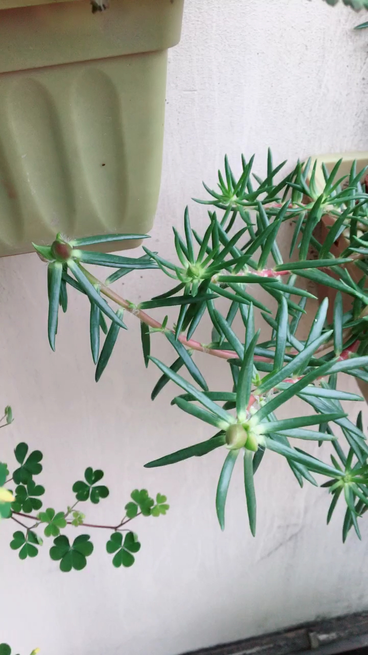 太阳花花苞开了