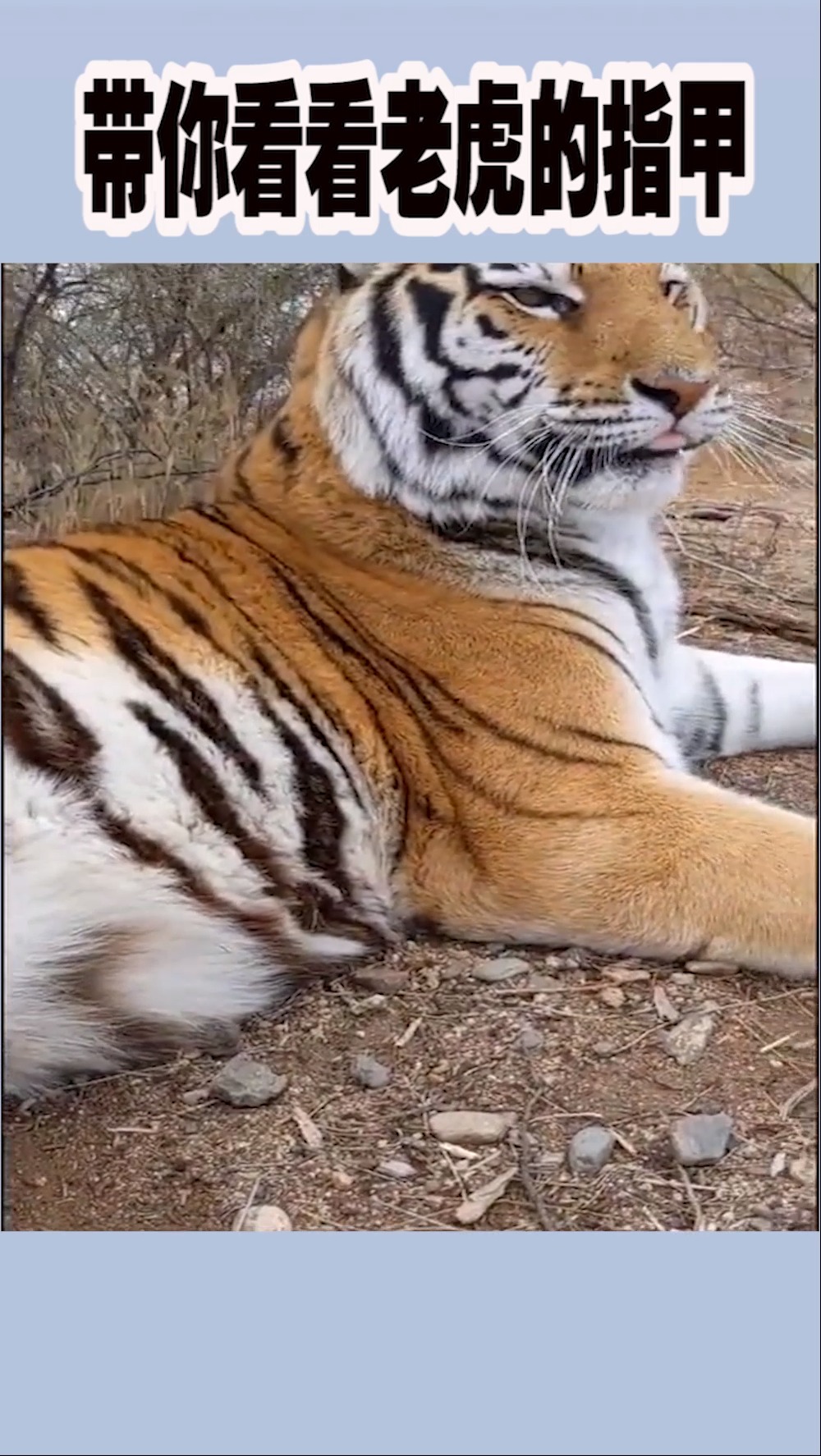 我要上热门#带你看看老虎的指甲