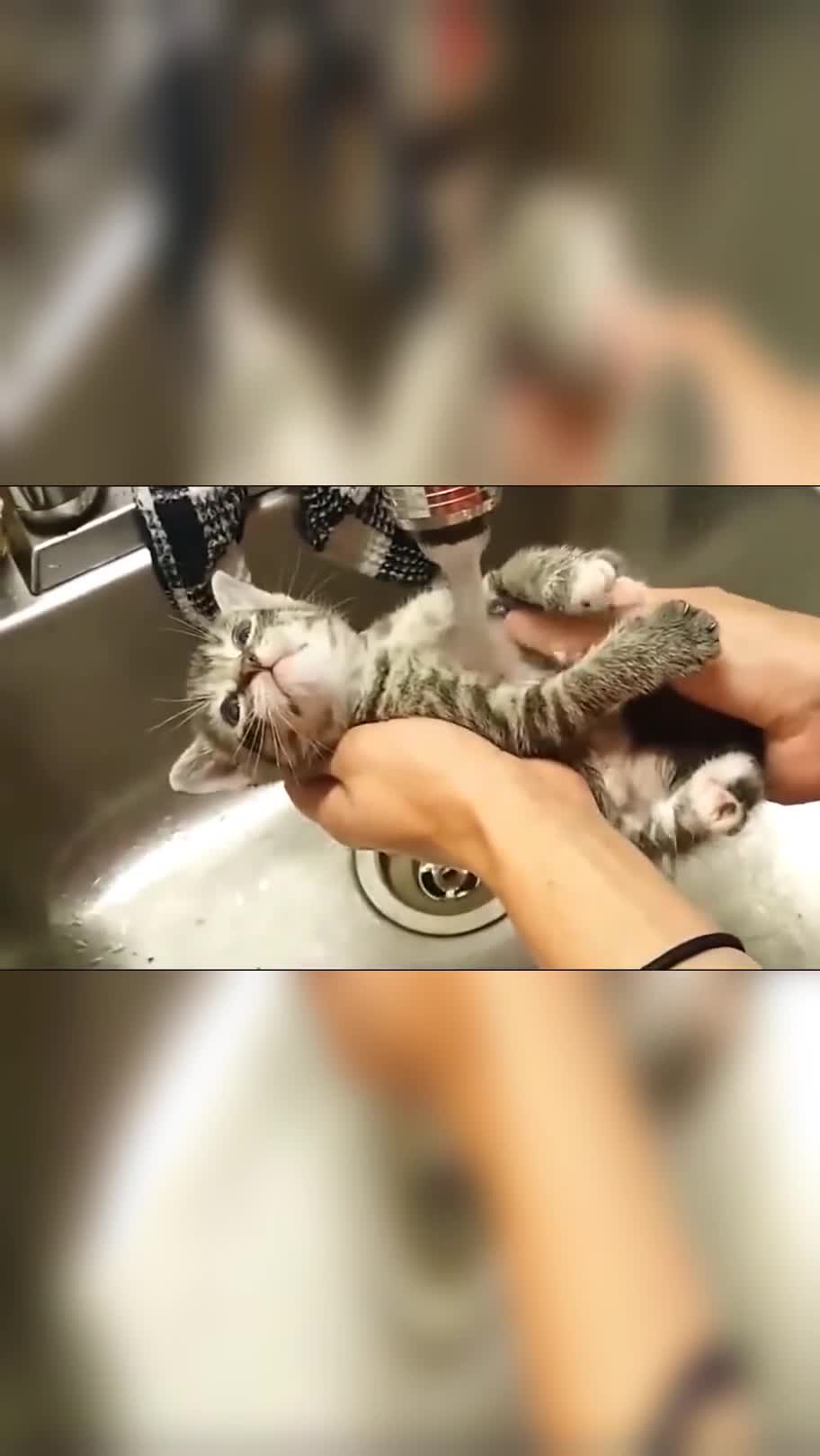 第一次看见不怕水的猫咪主人给搓澡一脸享受的表情