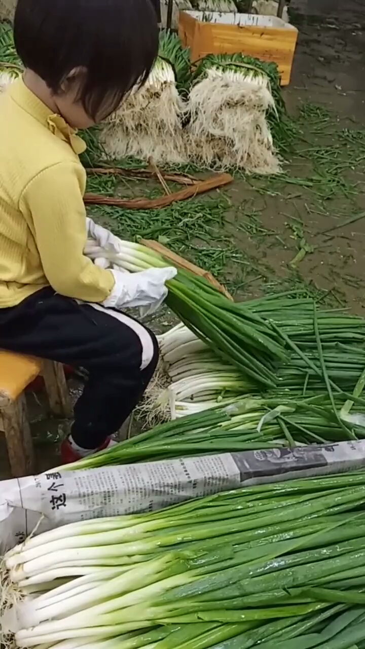 孩子放学就跟我出来干活,没想到这孩子干活这么认真,是妈妈对不起你