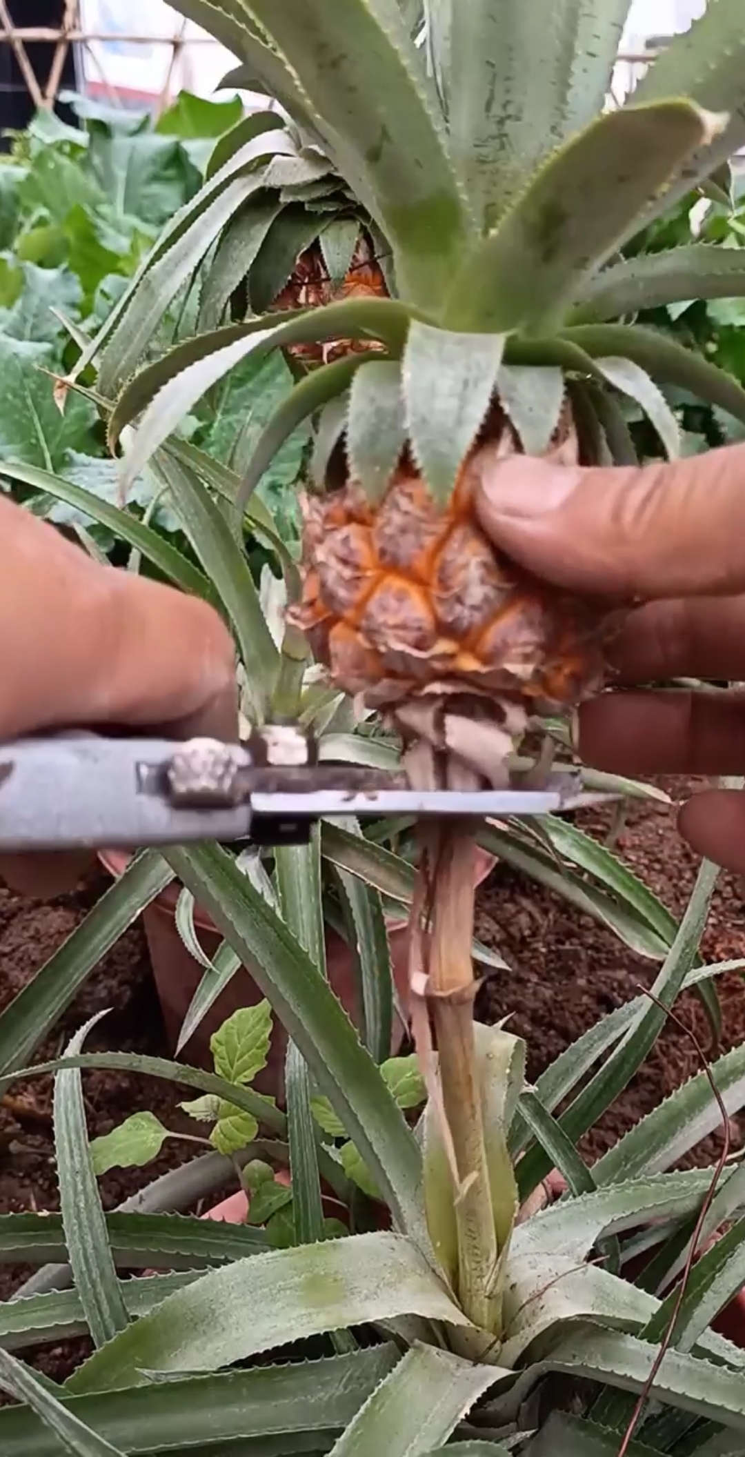 最潮劳动者#菠萝繁殖技术,世界第一,不学后悔一生