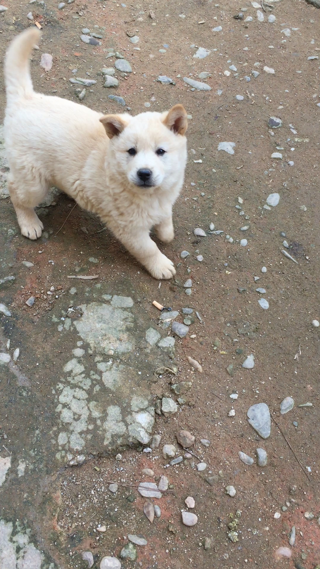 农村的小土狗,有喜欢的人吗?