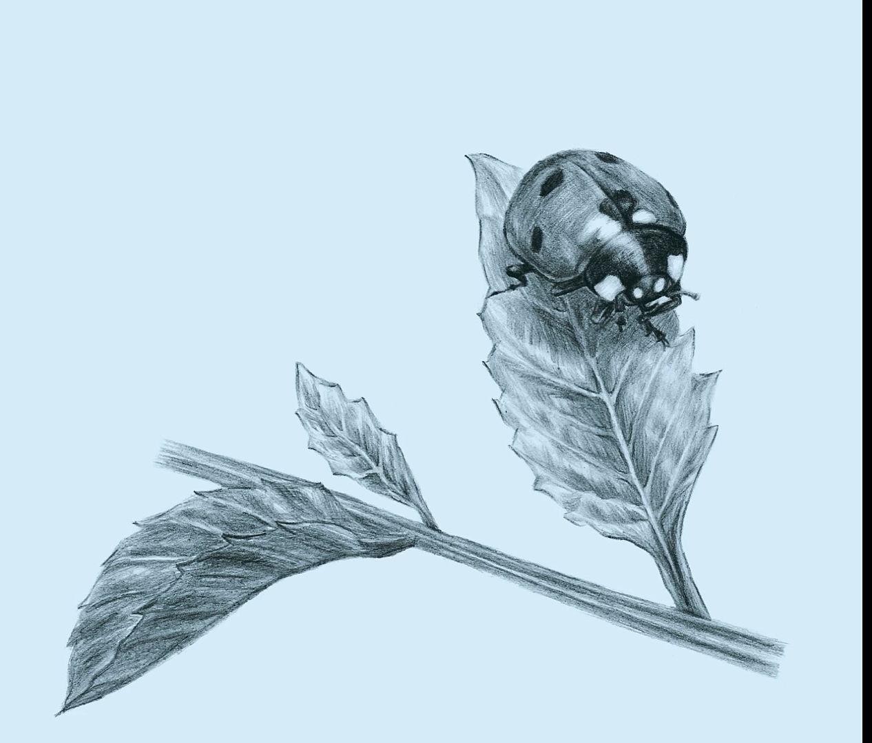 快速学素描——昆虫记之瓢虫,每个步骤都分得很详细,想学的朋友们一