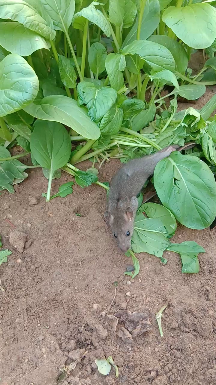 老鼠把我们的菜地吃个精光.