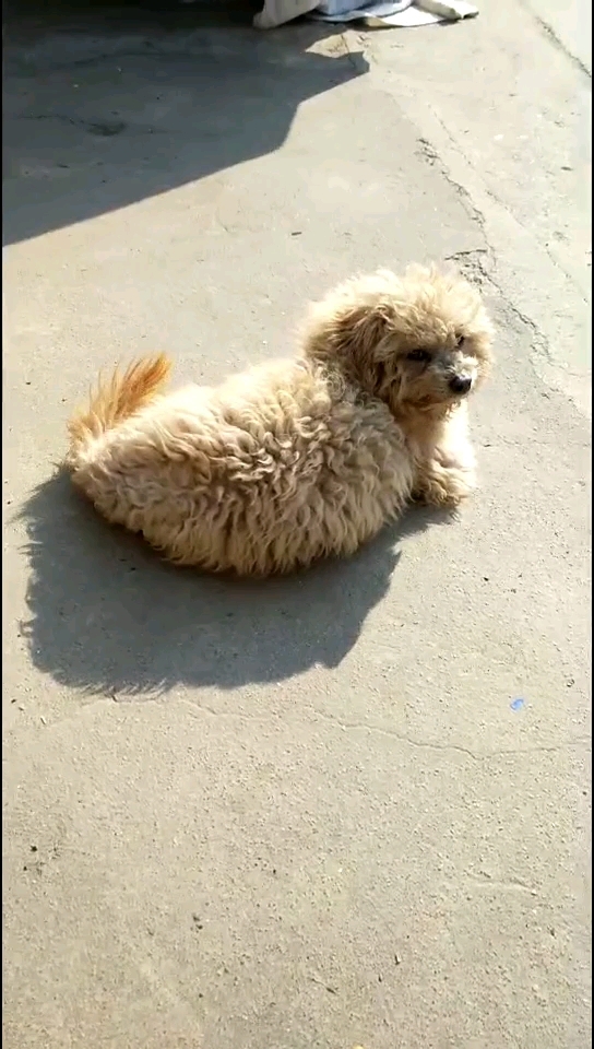 神宠来袭#狗狗是人类的好朋友,我的爱狗叫闹闹