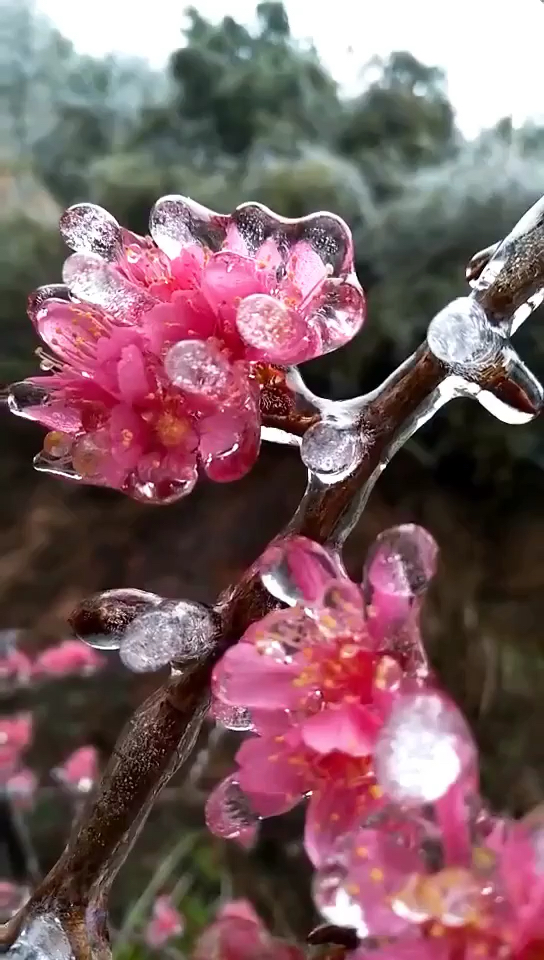 见过这个冰冻了的梅花吗?冰冻的美丽