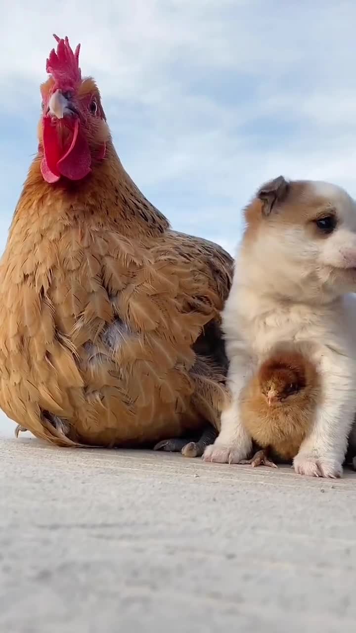 狗狗与鸡的温暖瞬间