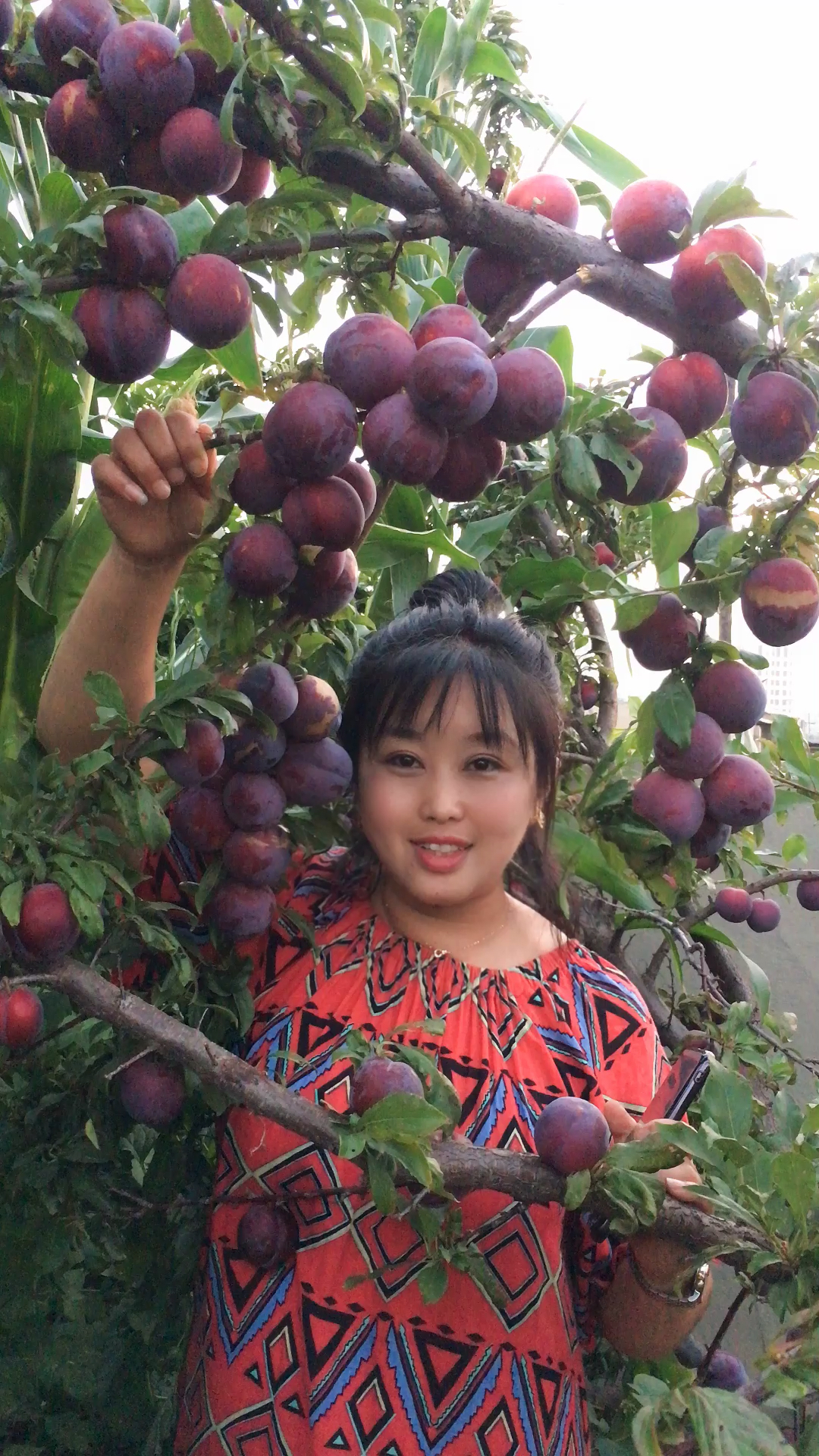 大红袍李子苗秋后出圃