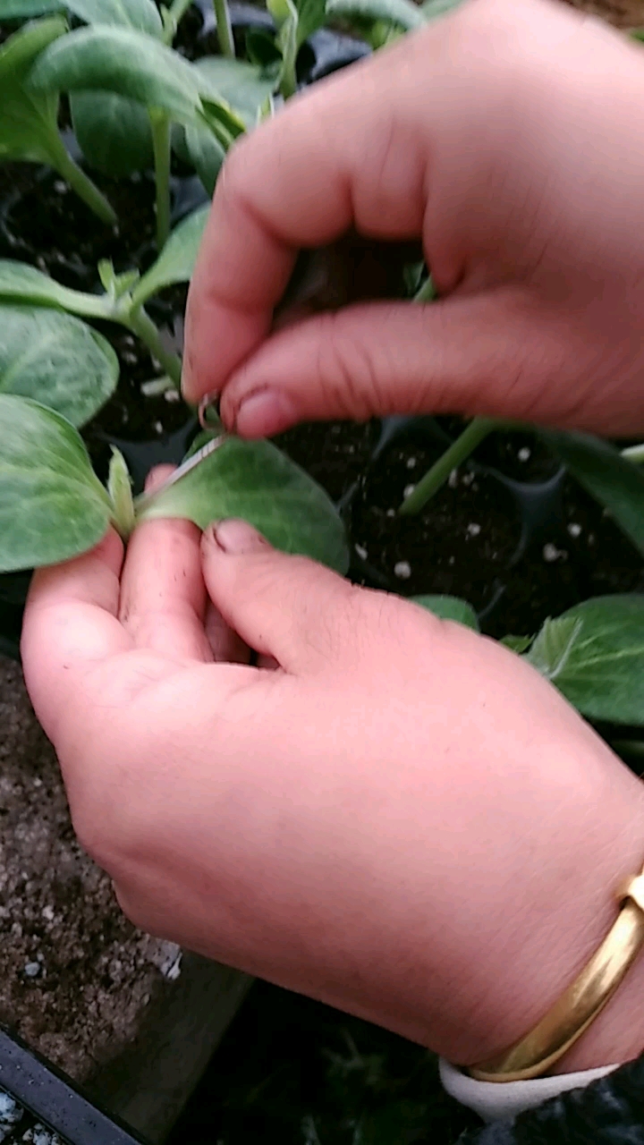 黄瓜嫁接,插接方法