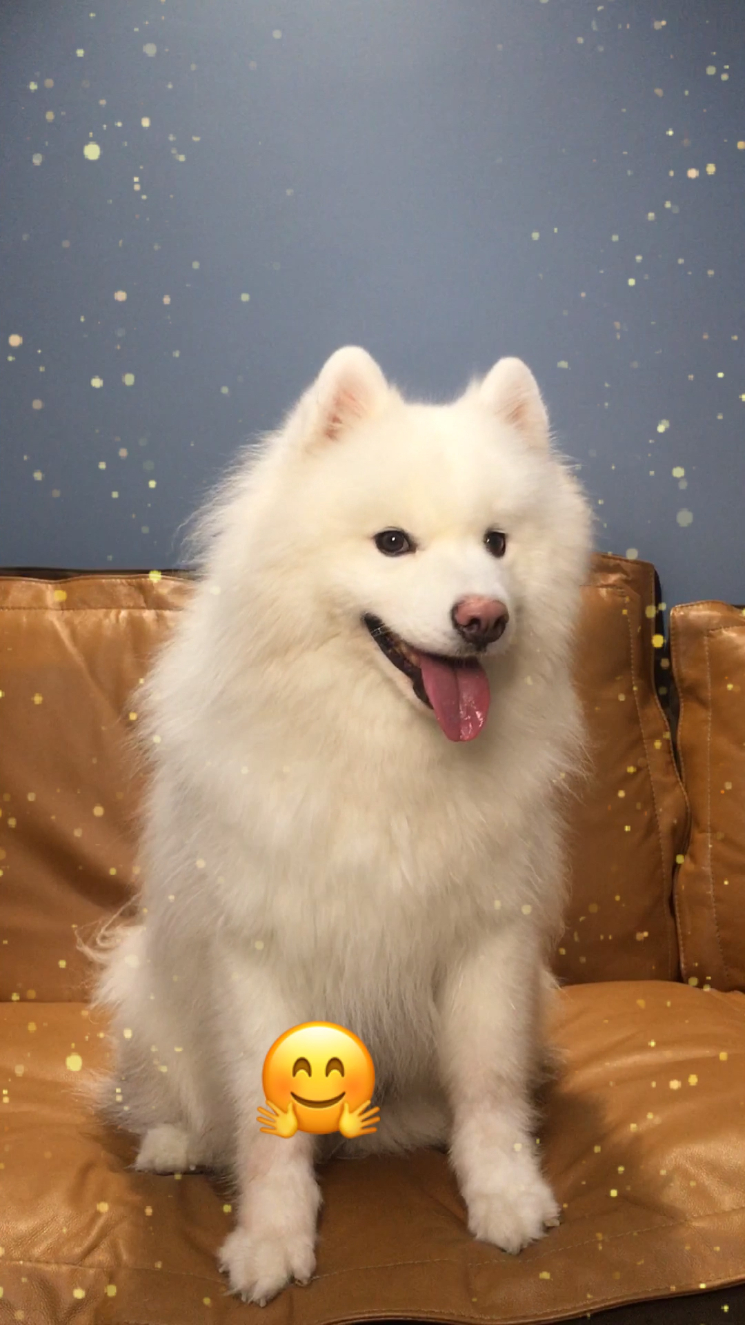 神宠来袭#全网笑容最治愈的萨摩来啦