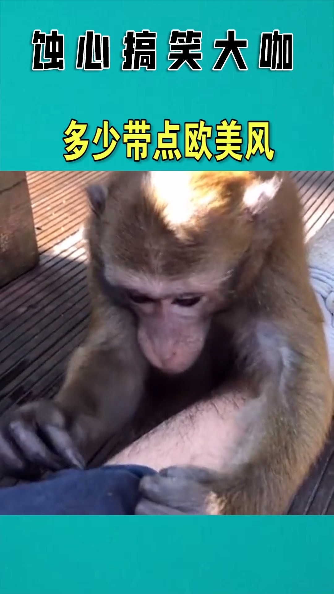 猴子给我整理腿毛,抽我是什么意思