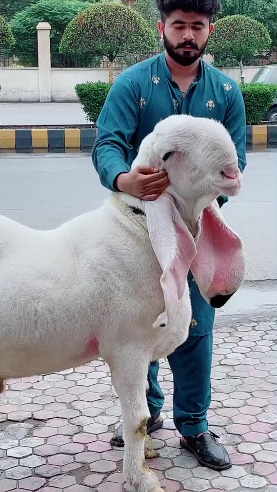 我要上热门#巴基斯坦特产大耳山羊,体型巨达大,看起来和小毛驴差不多