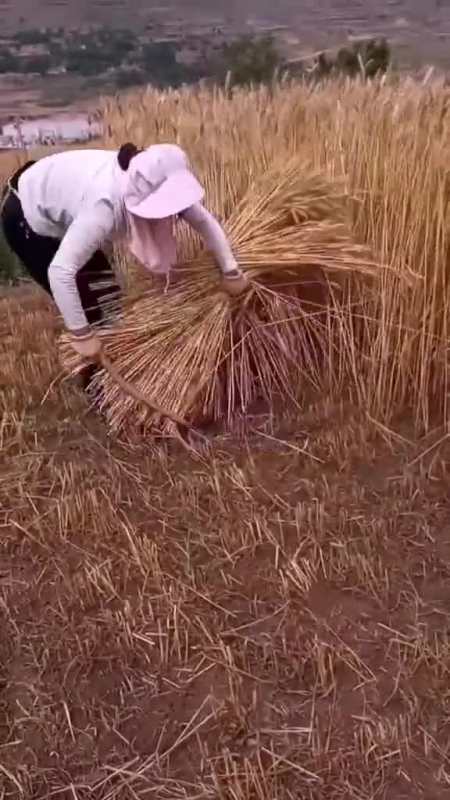 这才是真正的割麦子,大家看看吧