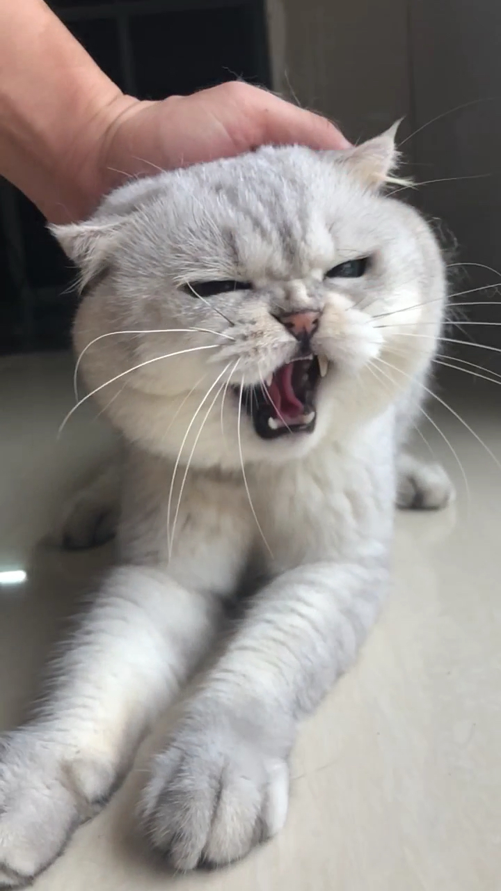 这哈人的口气真大,这是听话还是嫌弃我烦猫