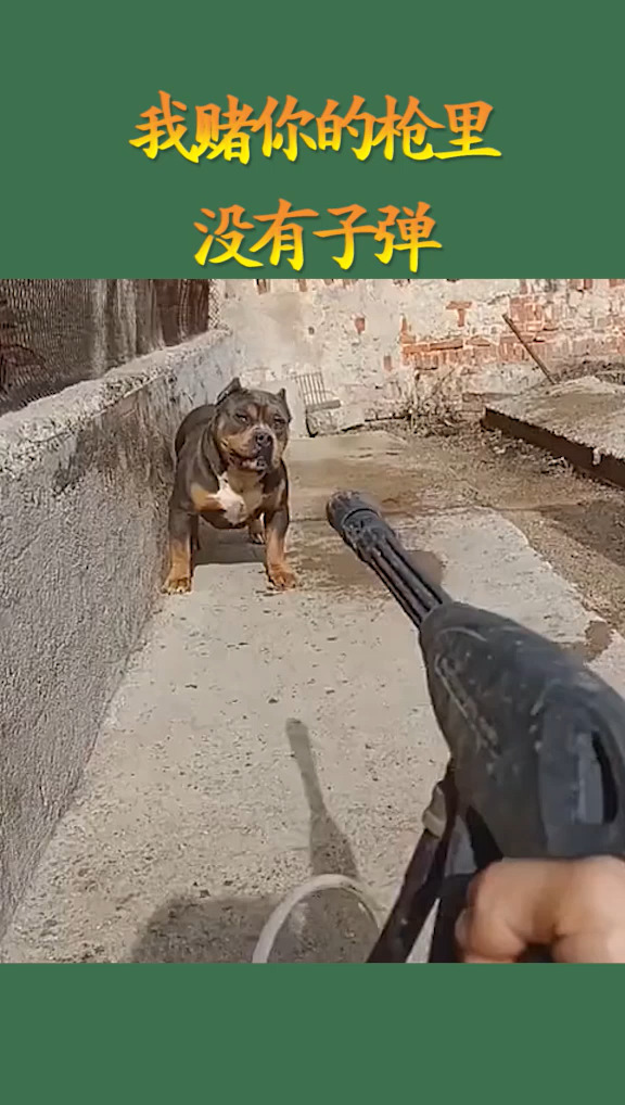 搞笑视频#我赌你的枪里没有子弹,下一幕我我笑了,这太强了!