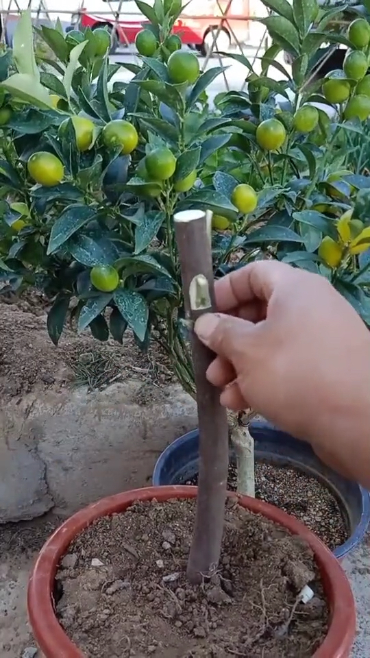 嫁接高手#羊奶橘嫁接后,高产无法估计