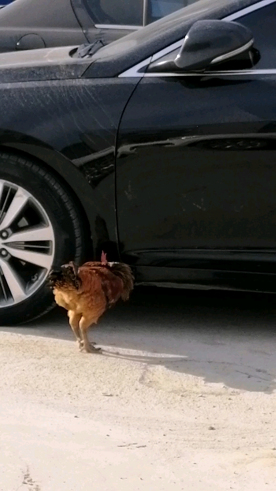 显自己丑的大公鸡