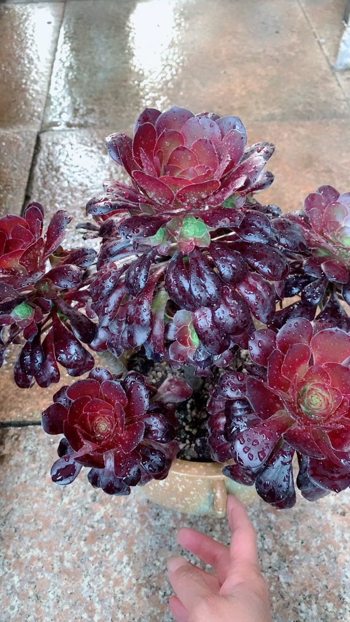 一花一世界,一树一菩提#玫瑰法师.