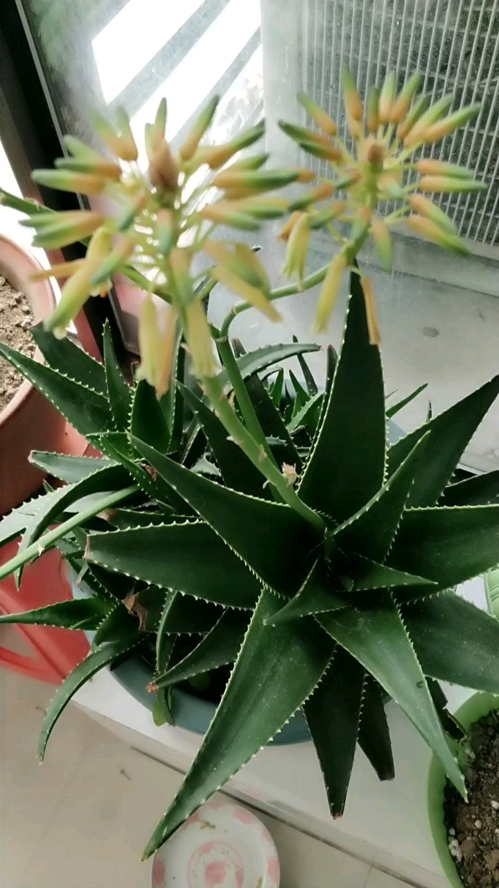 芦荟开的花还是美美哒