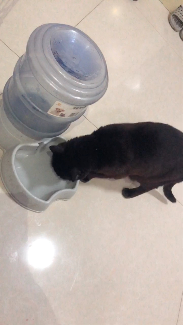 黑豹喝水声音有节奏,摇着尾巴