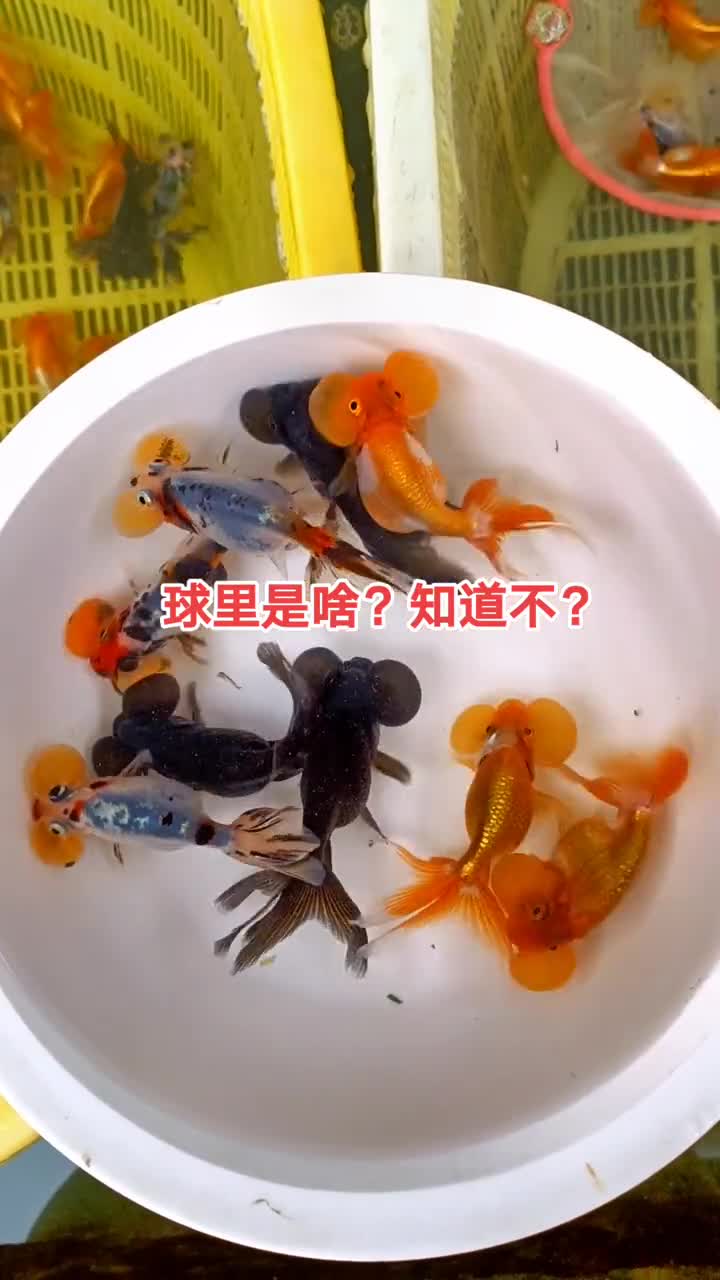 泡泡鱼,两个球里是啥?有知道的吗?