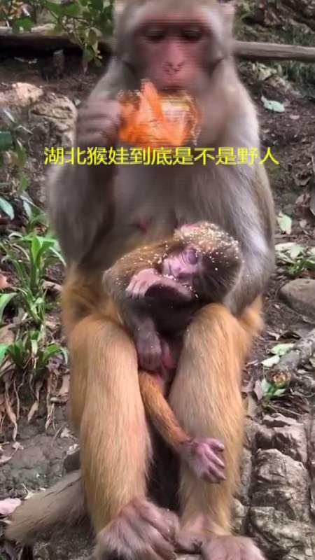 奇闻趣事抢先看湖北猴娃到底是不是野人