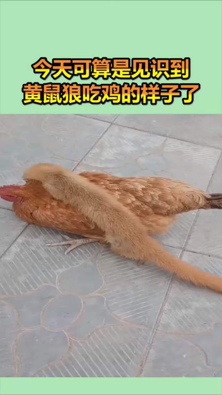 我要上热门#今天可算是见识到,黄鼠狼吃鸡的样子了