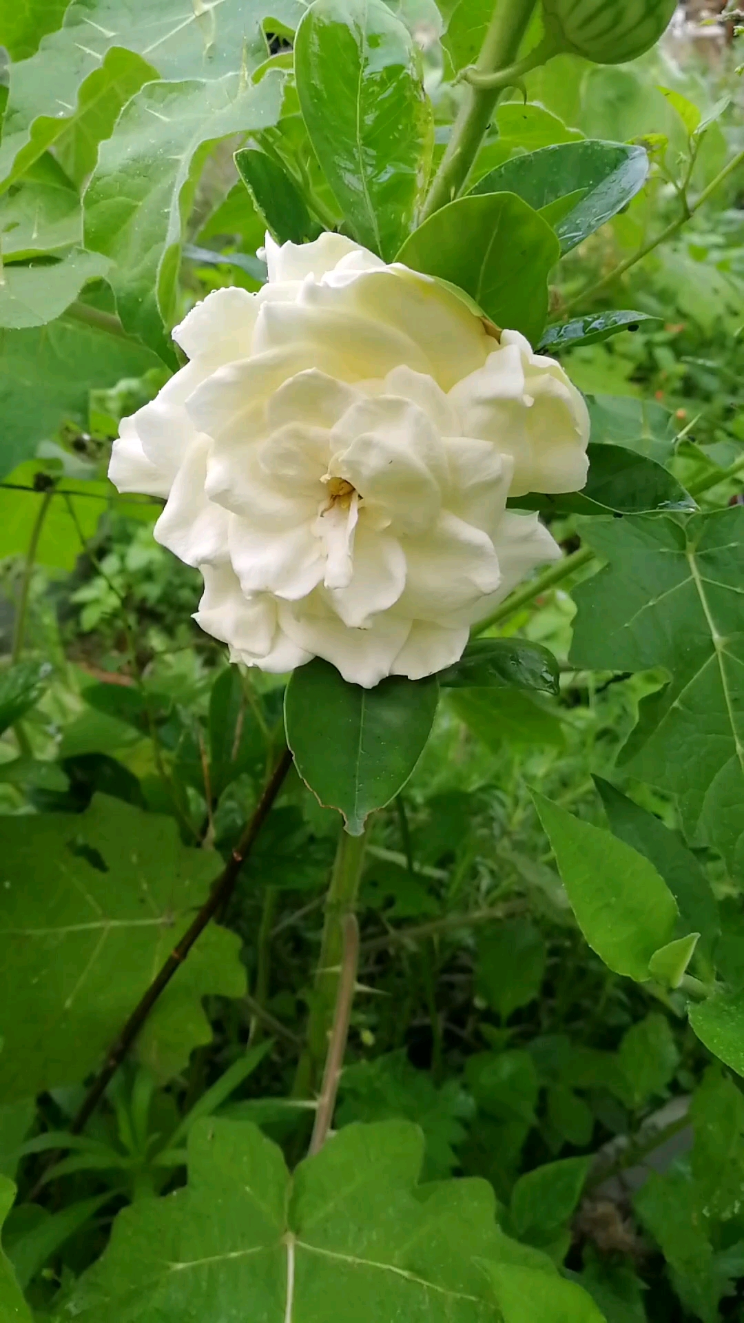 我的小花园#大花重瓣栀子花,春夏间盛花期