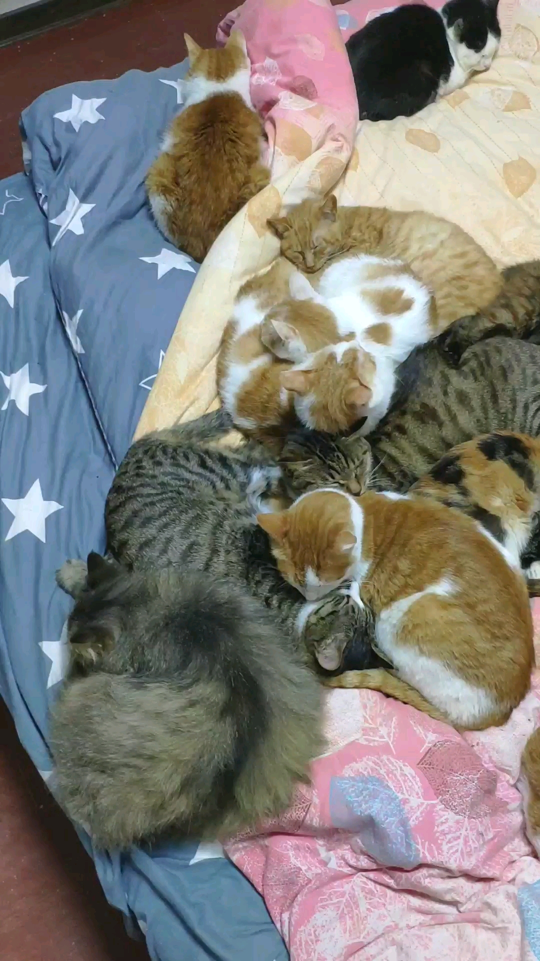 我家萌宠成精了#一大群猫咪