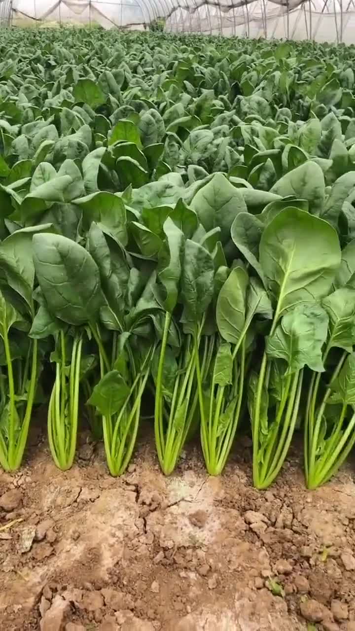 大棚菠菜绿油油