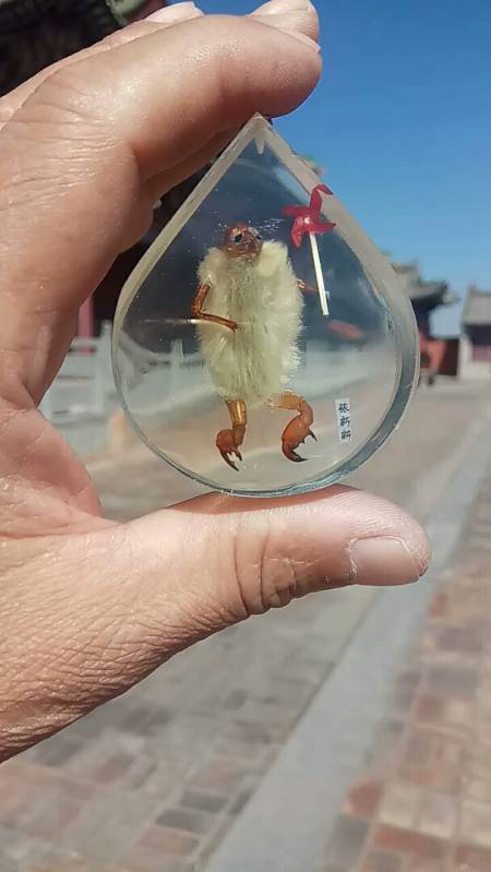 老北京小毛猴一百多年的历史.是两位中药辛夷花.蝉蜕制作.