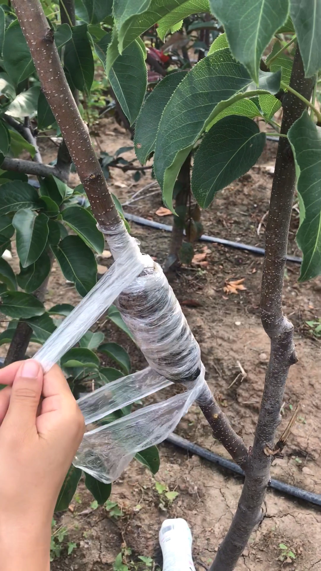 高空压条结果怎么样