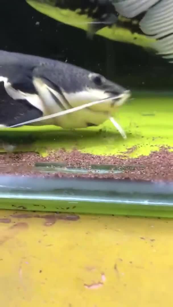 食人鱼刚被扔进大鱼缸,突然的这一幕,真是万万没想到!