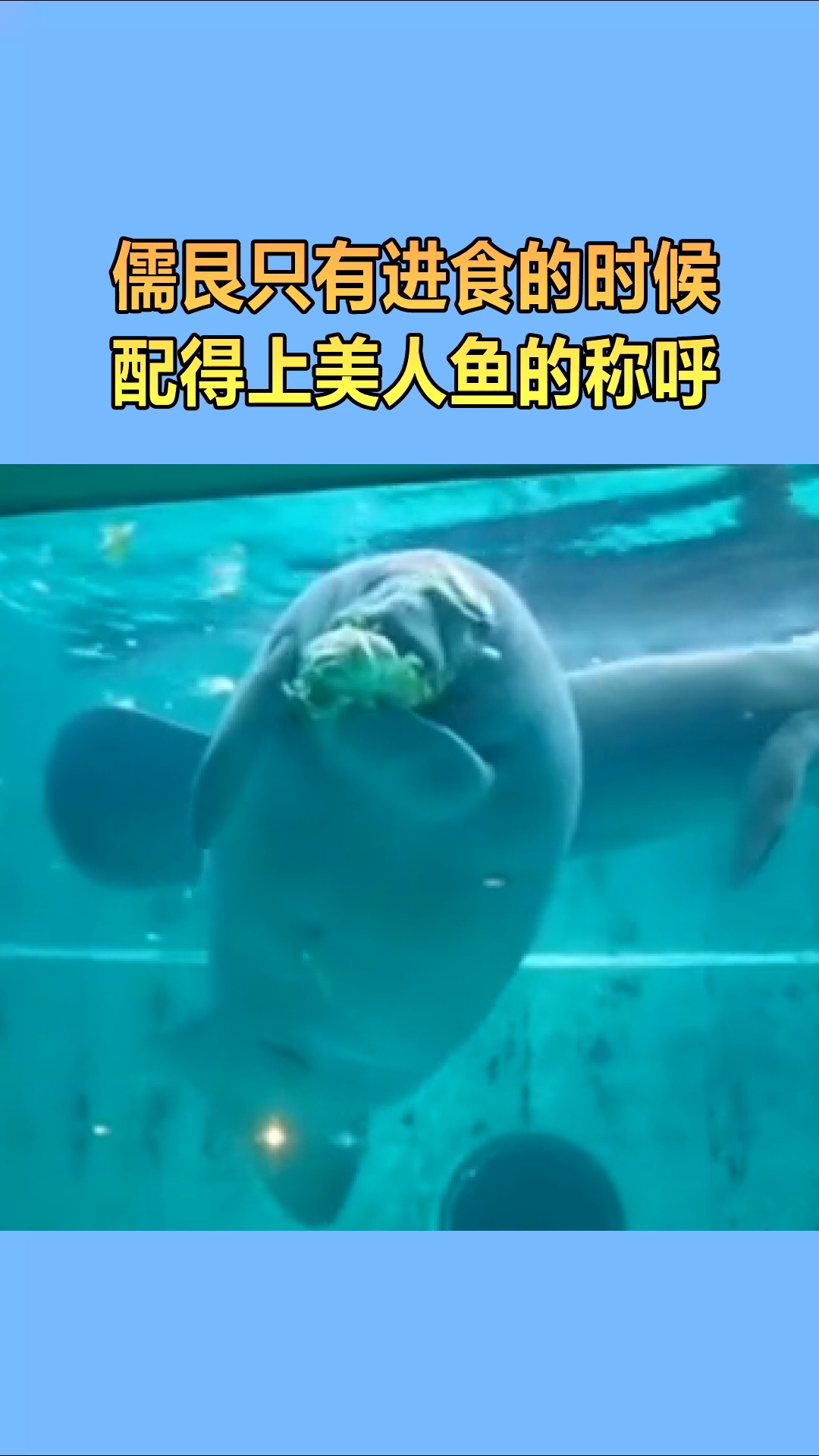 我要上热门#儒艮只有进食的时候,配得上美人鱼的称呼