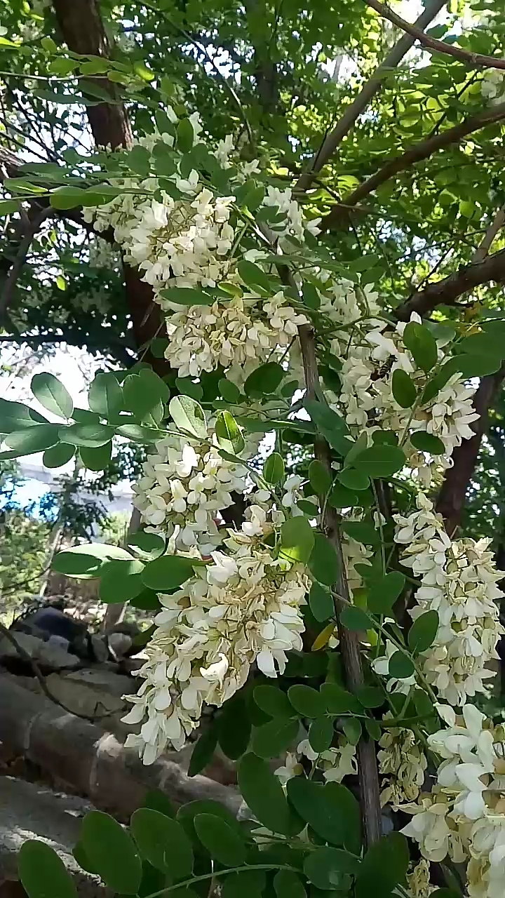 我的小花园#洋槐花开蜜蜂来