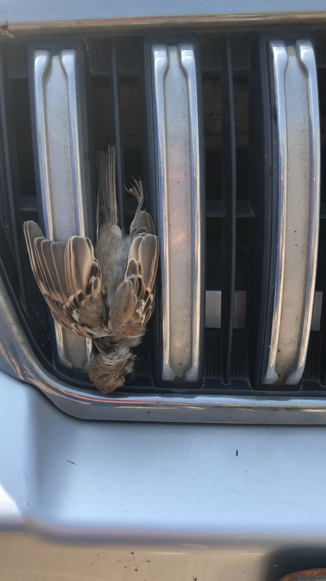 服务区发现一辆车上有只可怜的鸟撞到车上了!