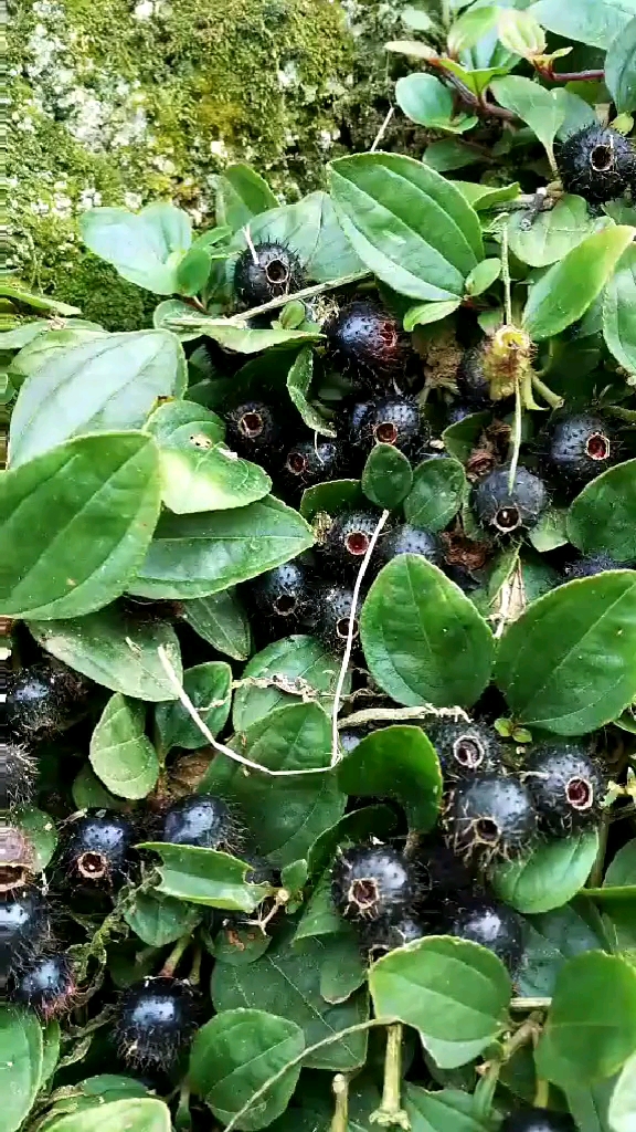 地葡萄有吃过的吗