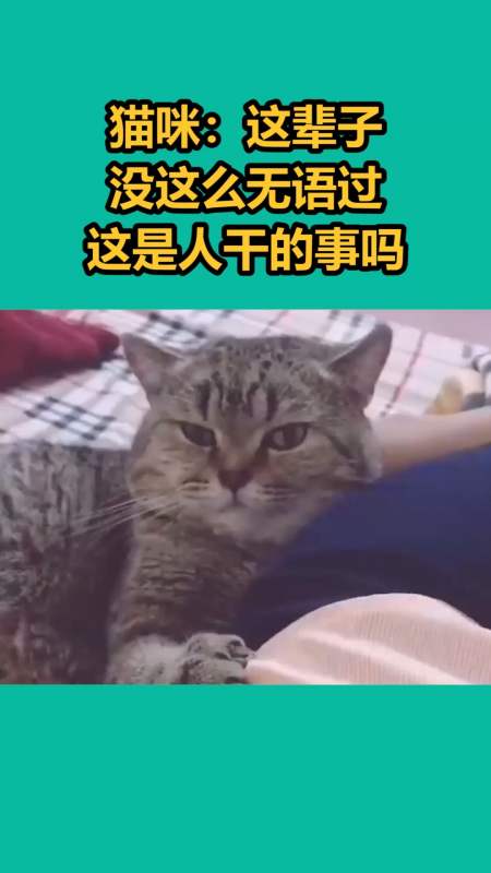 我要上热门#猫咪:这辈子没这么无语过,这是人干的事吗