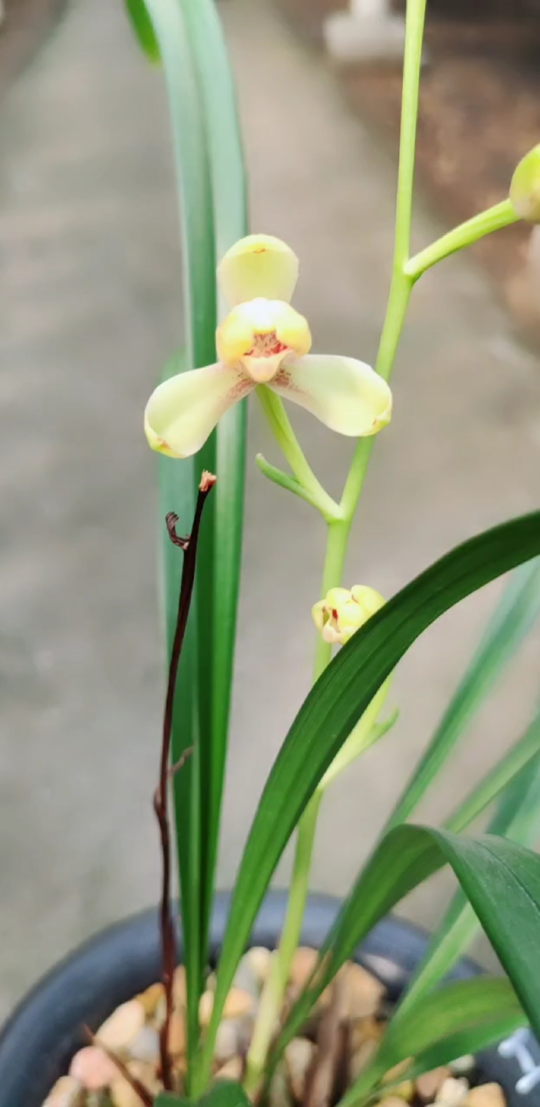 兰花#建兰 黄一品 有喜欢的吗
