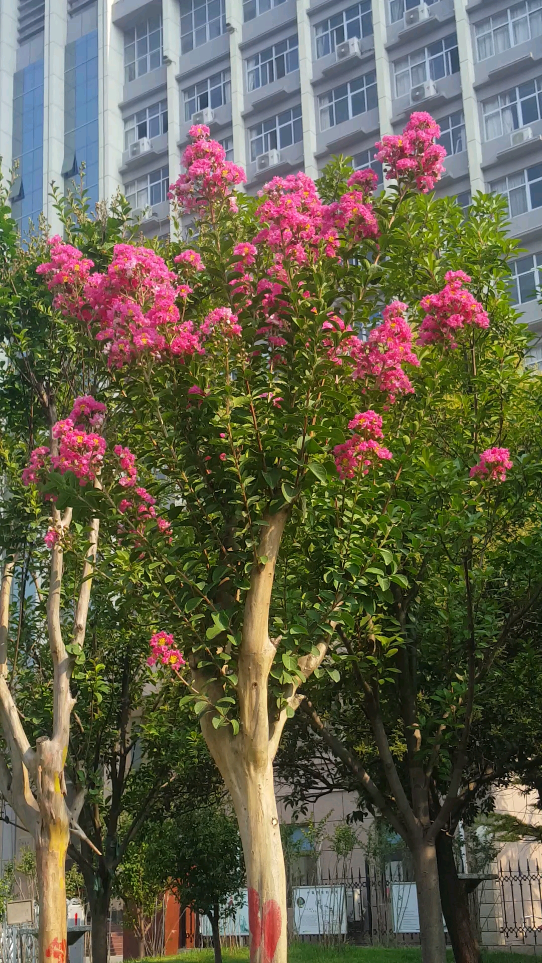 你好,夏天#漂亮的花树,耀眼美丽