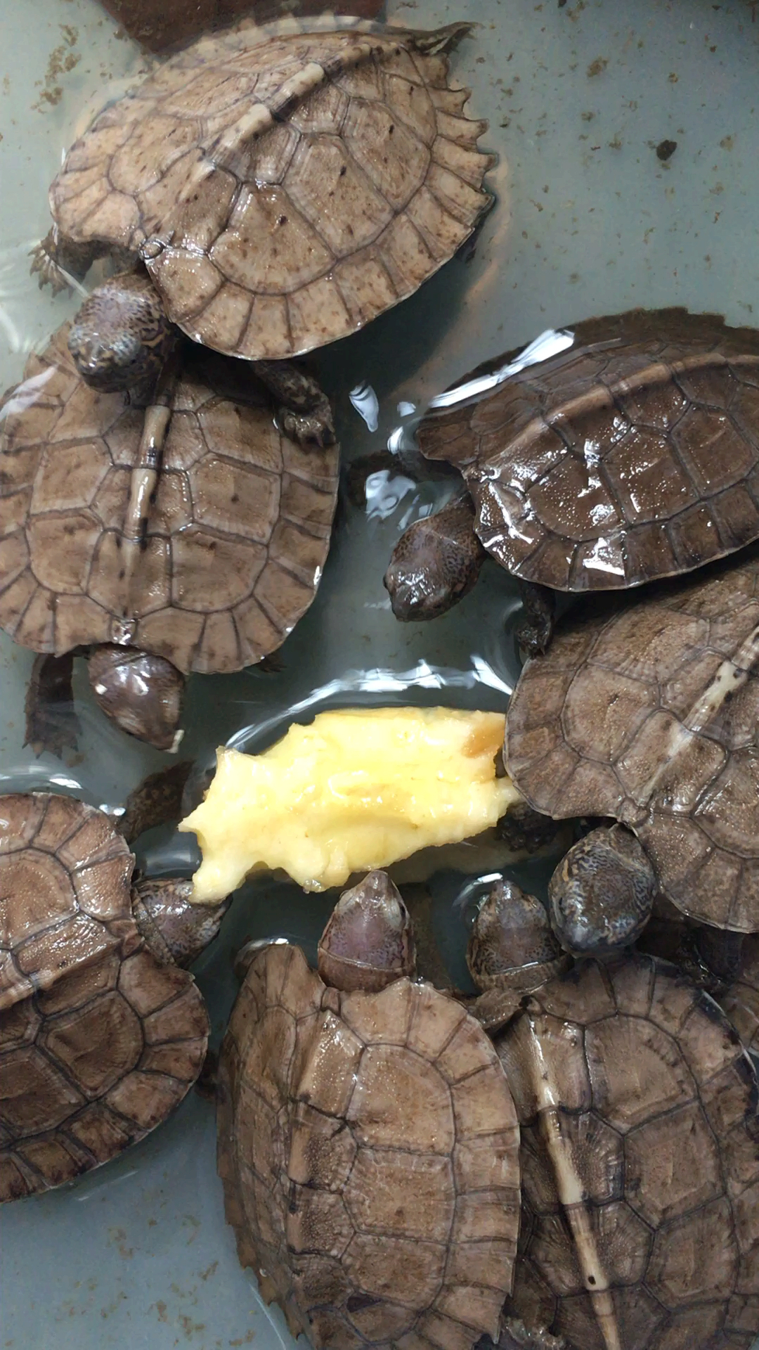 亚巨乌龟抢着吃苹果芯,它们爱吃水果,蔬菜和龟粮.