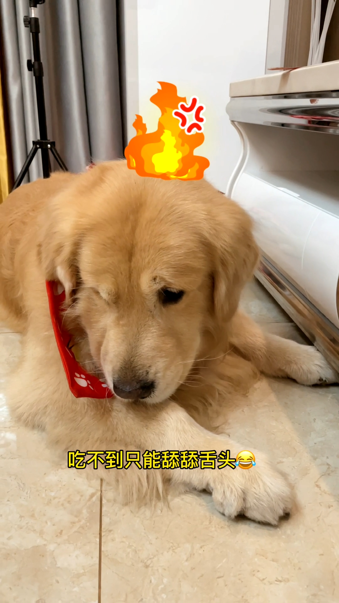 我家萌宠成精了#操作失误,脸都被气绿了