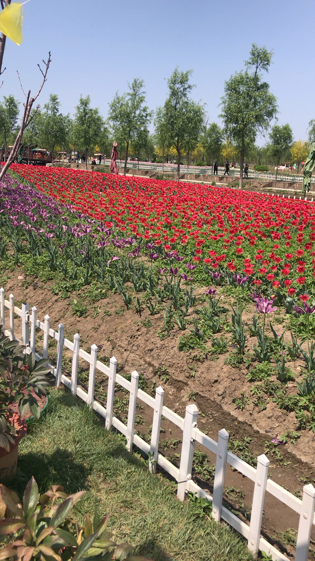 天津蓟州牡丹园