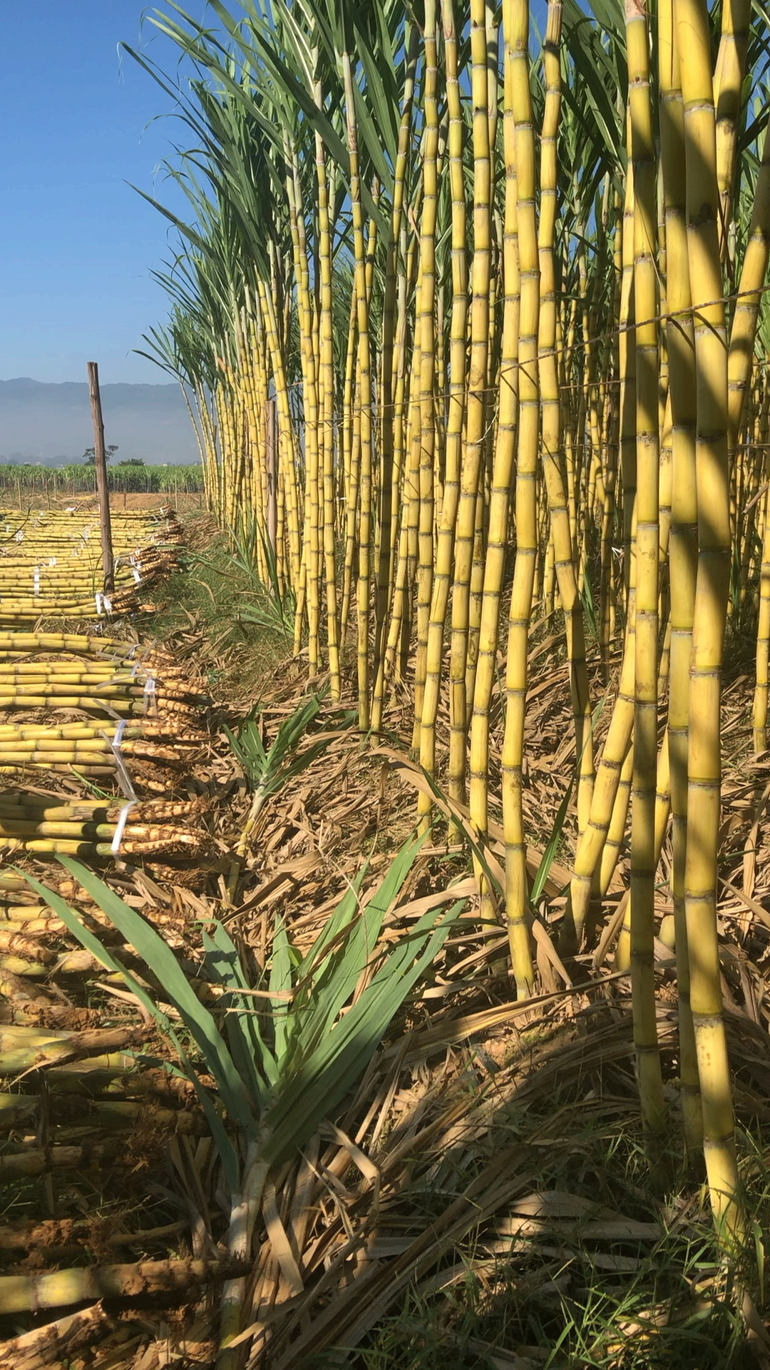 记录我的农村生活#黄金甘蔗