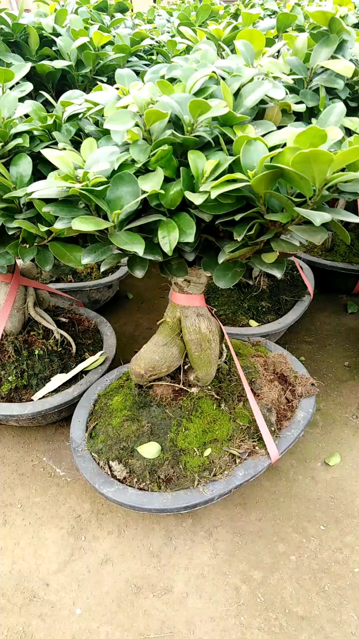 今天你秀恩爱了吗#人参榕是榕树的一个品类!因长得酷似人参而得 !!